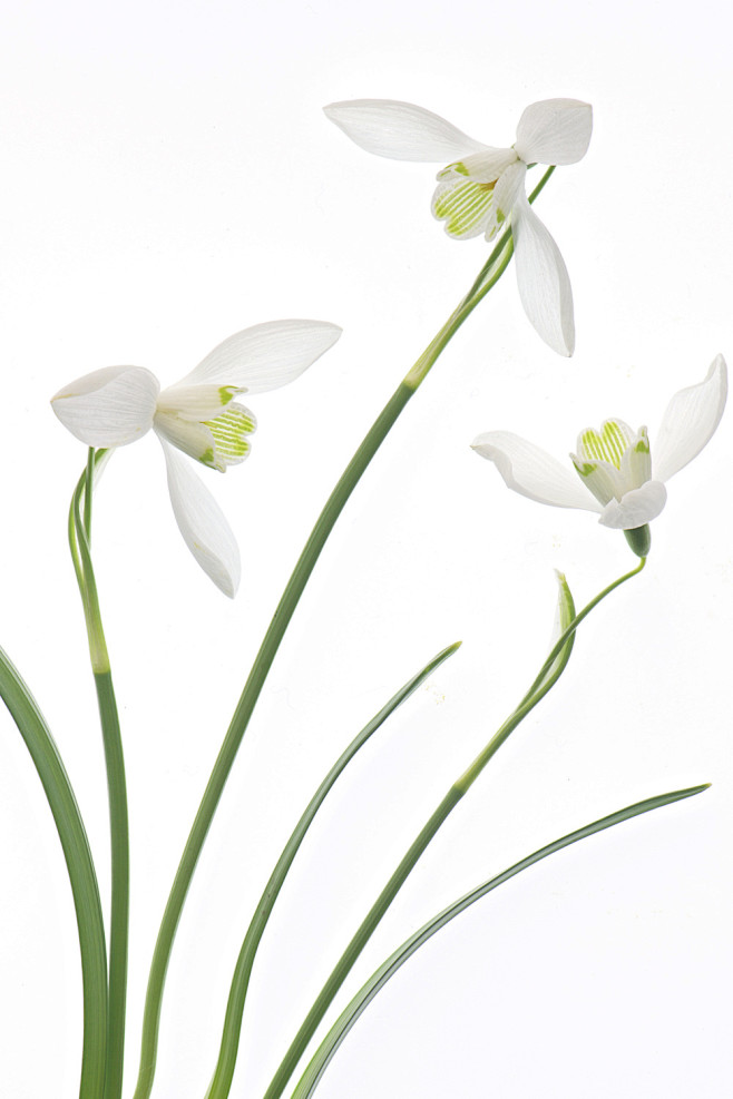 Purity by Jacky Park...