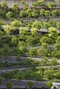 Oasis Terraces社区中心和医院，新加坡 / Serie Architects + Multiply Architects