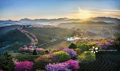 福建龙岩漳平永福樱花园春天壁纸图片素材