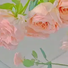 高清图片，堆糖，美图壁纸兴趣社区