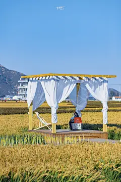 你想看的千亩稻田画、《千与千寻》里的小火车，就藏在稻梦庄园，还不收门票_唐山 :  位于遵化的山里各庄，唐代末期建村，它里边的稻梦庄园的稻田画，占地1600亩，以地为纸，以稻为墨，绘出了建党百年、中国龙、农耕熊猫、评剧花为媒、皮影杨家将、沙石峪精神、唐山方言等八幅画作。…