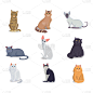 猫,个性,白色,褐色,可爱的,巨大的,小的,性格,愉悦,收集