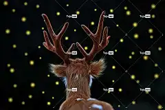 小鹿 鹿 萤火虫 光 自然 棕色的 动物 森林 萤火虫 萤火虫