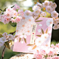 日本和纸信笺浪漫春季樱花信纸信封精美创意信纸2015新款