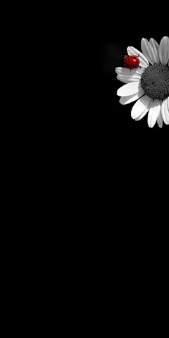 适合作手机壁纸-今日头条