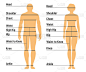 男人和女人尺寸表。人的正面剪影。孤立在白色背景。矢量图