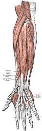 Gray's Anatomy - Posterior surface of the forearm. Superficial muscles.