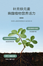 史丹利硫酸亚铁花用花肥料养花颗粒通用型盆栽家用室内外铁肥酸性-tmall.com天猫