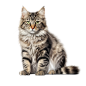 AI generated Cat clip art png