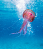 Shallow Focus Photo of Pink and Brown Jellyfish