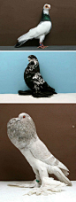 【世界上各种各样的鸽子们写真集&All kinds of pigeons in the world】