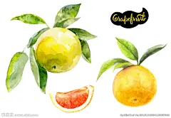 夏手绘水彩插画青皮柚子柚叶水果