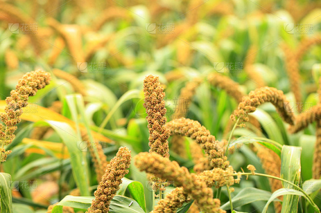 粟,水平画幅,无人,户外,特写,农作物,田地,植物,清新,农业