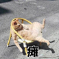 猫猫表情包