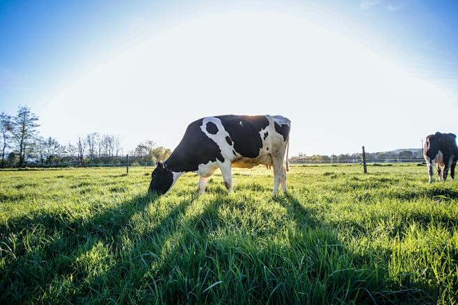 black and white cow ...