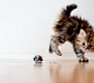 可爱喵星人:日本摄影师Ben Torode拍摄的萌猫黛西(含大图壁纸下载)[27P]