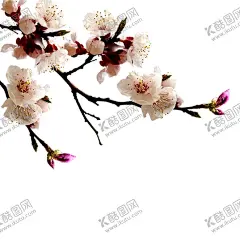 梅花桃花PNG  【酷图网】梅花桃花PNG,水墨梅花,中国风梅花,清新梅花,腊梅,手绘梅花,桃花,樱花,花卉,梅兰竹菊,花草,海报背景,工艺插画,传统文化,广告设计,PNG免扣素材,