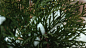 [风景]1920 x 1080高清壁纸背景图片自然,冬天,常绿,叶子, 高清壁纸下载 来源地址：read.php?tid=35217&fid=8
