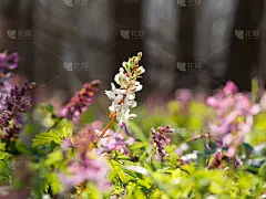 春林中的延胡索花