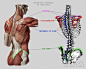 _anatomy 4 sculpture 转自（==邵占锋）-10|欢迎加入烩设计”QQ群：进242878197群后请按 “姓名 - 学校（城市） -专业” 修改群名片，如“ 胡伟-同济-汽车”