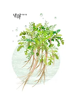 蒲公英 可口青菜 手绘植物 美食插图插画设计PSD ti332a3502