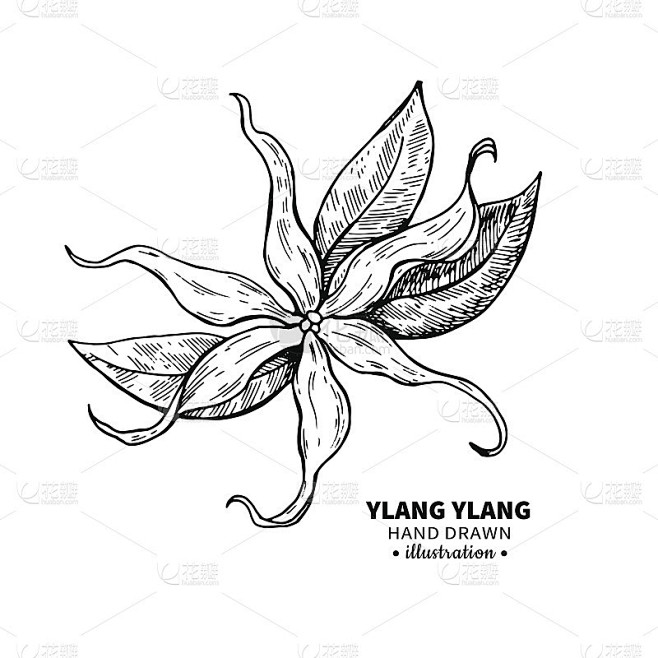 依兰依兰矢量图。孤立的我的复古插图