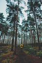 Lost in the trees | HD photo by Thom Holmes (@thomholmes) on Unsplash : Download this photo in York, United Kingdom by Thom Holmes (@thomholmes)