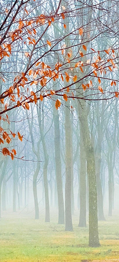  宁静...秋天的叶子，雾气和树木