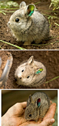 永别了，小萌物！原产于西北太平洋哥伦比亚盆地的侏儒兔（Brachylagus idahoensis）上世纪90年代已宣告种群灭绝。最后一只雄性纯种哥伦比亚盆地侏儒兔，2006年3月30日在华盛顿州的哥伦比亚盆地被发现，死于俄勒冈州野生动物园。而最后一只纯种雌性死于2008年。
