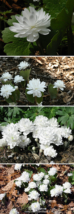 神无月浅希采集到花草 一花一世界