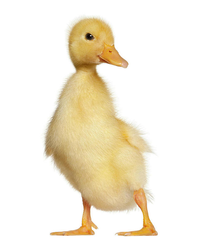 duckling-1-week-old-...
