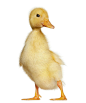 duckling-1-week-old-life-on-white.jpg (754×900)