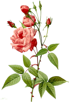 素美采集到玫瑰花 花类