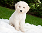 dog-puppy-labradoodle-white-5384e03cf258b769dc8ab4c6951daaba.jpg (2856×2259)