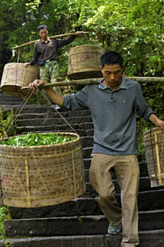 左右豐源采集到养生&茶道