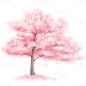 插画手绘樱花树免抠元素