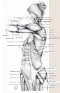 Rey Bustos - 2D Anatomy Drawing Class | July 12th   Register: http://laafa.org/art-classes/2d-anatomy-drawing-rey-bustos/