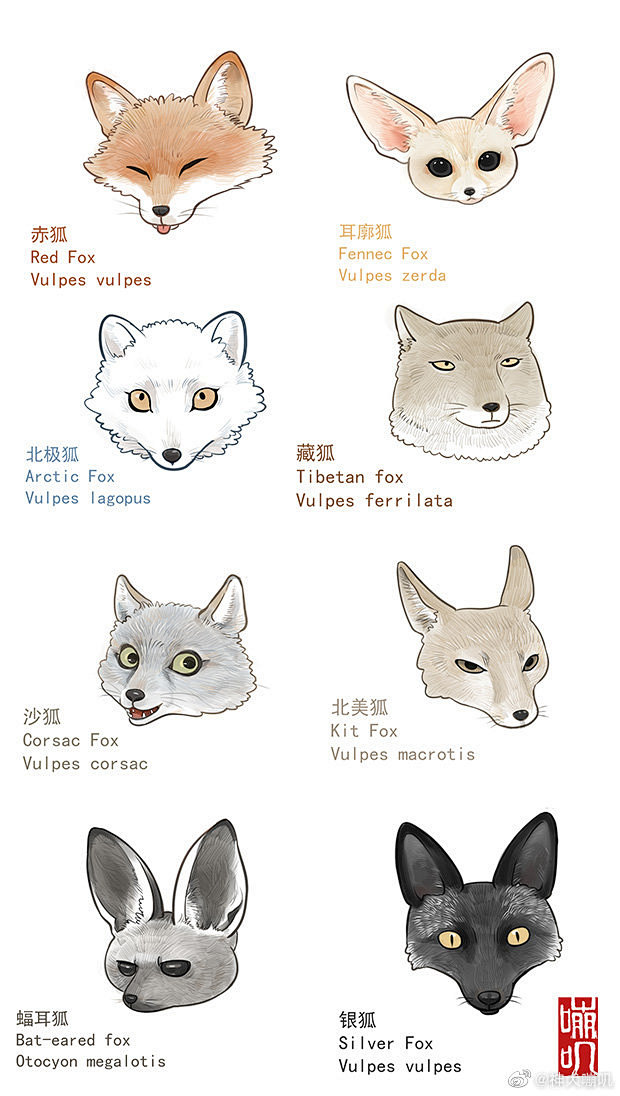 画了一些狐狸~
漫画：《藏狐报恩》O神犬...