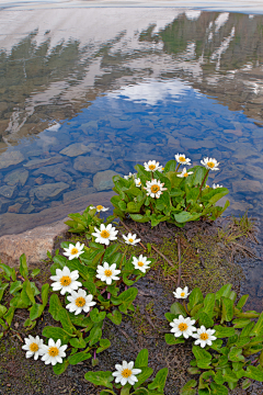 花花ing采集到花池