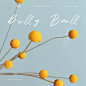 八 月 花 园
The Garden in August

黄金球 / 金槌花
Billy ball / Billy Button
学名：Craspedia globosa.
...展开全文c