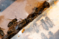 蜜蜂在hive.Apiary.Macro.Insect