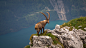 General 2560x1440 rock nature animals mammals goat nuts high angle