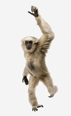 释封采集到monkey