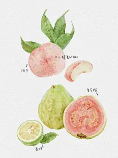 ipad水彩插画｜番石榴和青柠被pass了～