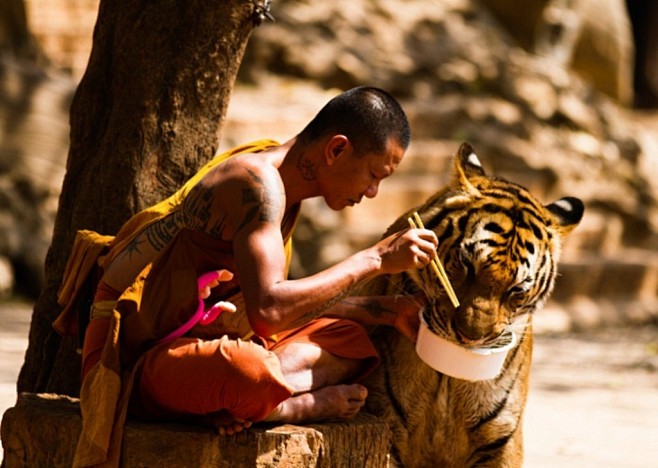 Tiger Temple是一所位于泰国西...