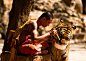 Tiger Temple是一所位于泰国西部的小乘佛教寺庙，兼顾了野生动物收养所的作用，以收留大量进入人类生活区的老虎幼崽而闻名。这些老虎大部分是印度支那虎，传说到去年已经有三位数。不过这个寺庙也一直因其饲养方式与接待游客等因素饱受非议与批评。