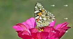 蝴蝶 昆虫 美丽的花朵 花 百日草 性质 宏 花壁纸 翅膀