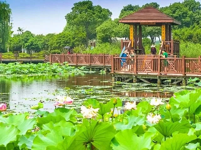 江南最大的荷花主题公园--荷塘月色湿地公园-花瓣网