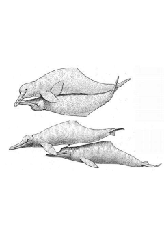 whonly采集到生物