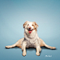 26 Amazingly Funny Dog Yoga Pictures